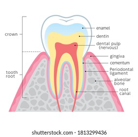 Es una ilustración que explica la estructura del diente en sección transversal y en inglés. Como es arte vectorial, se puede editar.