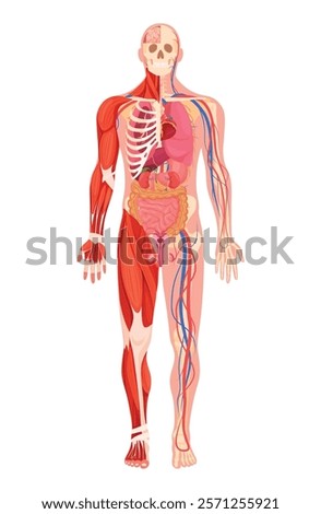 An illustration that provides a comprehensive view of human anatomy, showing muscles, bones, and internal organs. This visual aid helps in understanding the functions and structures of the body.