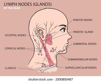 illustration that shows lymph nodes glands location on head - vector