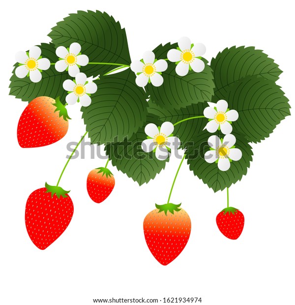 Illustration That Strawberry Growing Stock Vector (Royalty Free