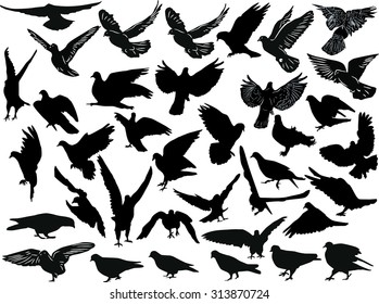 illustration with thirty seven black pigeon collection isolated on white background