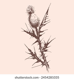 An illustration of a thistle, a flowering plant with thorns, on a white background. Thistles belong to the family of terrestrial plants and are often seen as shrubs or subshrubs