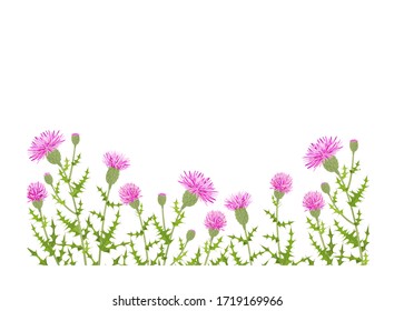 Ilustración del cardo. Nativa de Eurasia y del Mediterráneo.