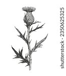 Illustration of thistle plant in engraving retro style. Black and white botanical drawing.