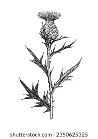 Illustration of thistle plant in engraving retro style. Black and white botanical drawing.