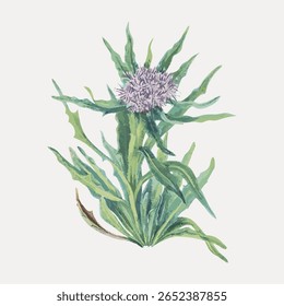 Illustration of a thistle plant with green leaves and purple flowers. Thistle illustration vibrant green leaves and delicate purple flowers. Botanical art of thistle. Vintage flower vector.