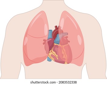 illustration of thorax, human heart and lungs