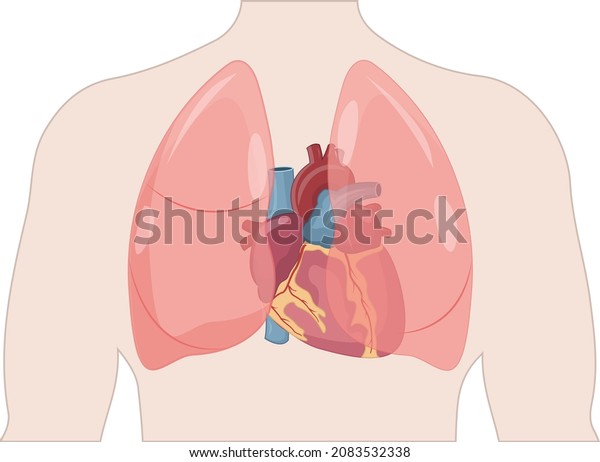 illustration of thorax,\
human heart and\
lungs