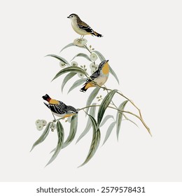 Illustration of three birds perched on branches with green leaves. Birds are small, colorful, and detailed. Nature-inspired, artistic bird depiction. Vintage bird illustration vector.