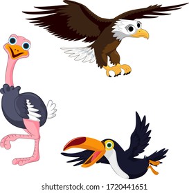 Illustration von drei Vögeln, Tukan, Adler und Strauß auf weißem Hintergrund.