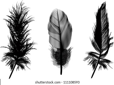 illustration with three black feathers isolated on white background