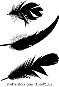 illustration with three black feathers on white background