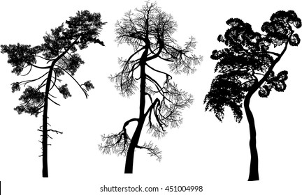 Illustration mit drei schwarzen Pine-Silhouetten einzeln auf weißem Hintergrund