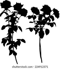 illustration with three black rose flowers isolated on white background