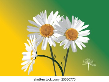 illustration with three chamomiles flowers on green and yellow background