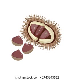 Illustration of three chestnuts rolling and half-open chestnut