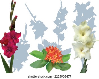 illustration with three color flowers isolated on white background