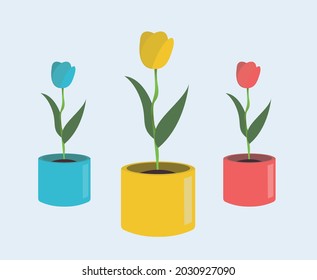 Illustration of three colored tulips
