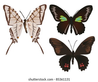 illustration with three different butterflies isolated on white background