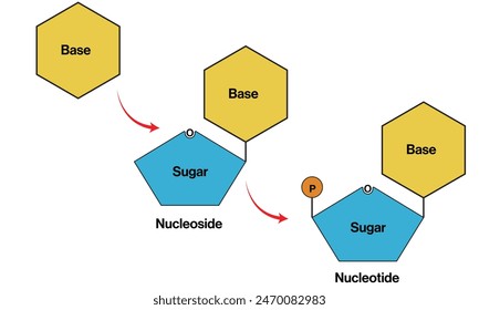 Illustration of Three Different Forms of Nucleic Acid Bases Normal Base, Nucleotide, Nucleoside on White Background