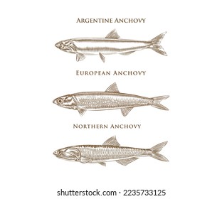 Illustration of three different types of anchovy fish with details. 