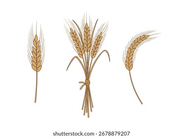 Illustration of three different wheat stalks and a bundle of wheat tied with a ribbon.