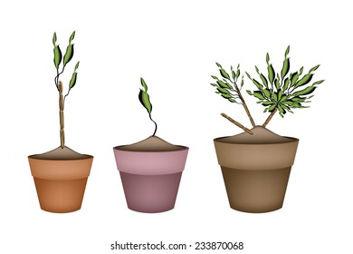 Illustration of Three Dracaena Plant or Yucca Tree in Terracotta Flower Pots for Garden Decoration. 