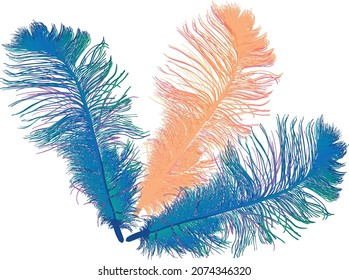 illustration with three feathers isolated on white background