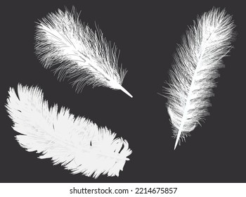 illustration with three feathers isolated on black background