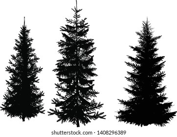 illustration with three fir silhouettes isolated on white background