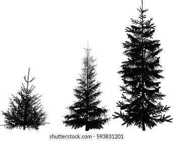 illustration with three fir silhouettes isolated on white background