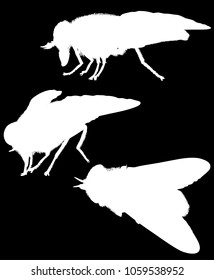 ilustración con tres siluetas de mosca aisladas en negro