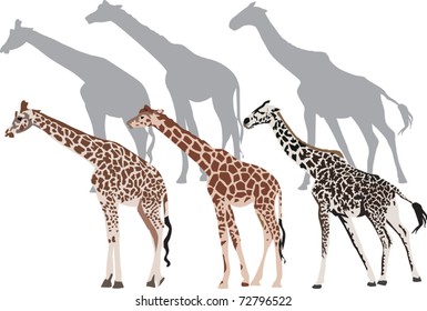illustration with three giraffe and shadows isolated on white