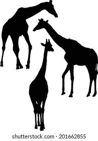 illustration with three giraffe silhouettes isolated on white