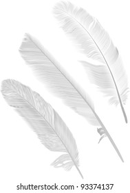 illustration with three gray feathers on white background