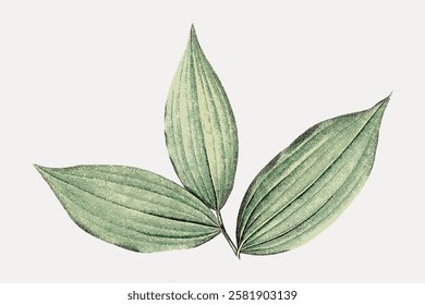 Illustration of three green leaves with detailed texture. The leaves are arranged in a symmetrical pattern. Green leaves with a natural, textured look. Vintage botanical leaf illustration vector.