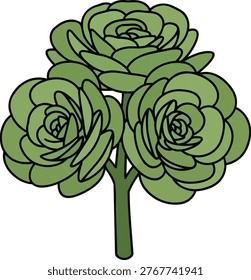 Illustration of three green succulent plants connected to a single stem, showcasing their unique leaf arrangements and textures.