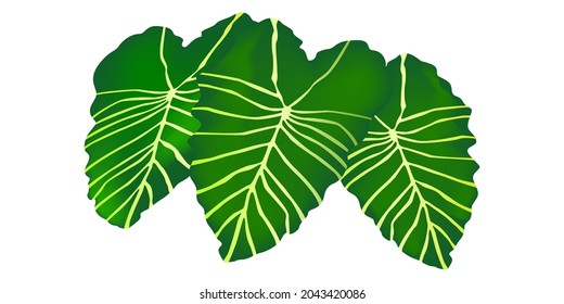 Illustration of three green taro leaves isolated on a white background