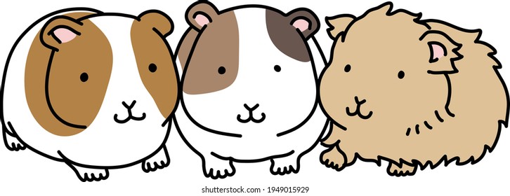 Illustration of three guinea pigs lined up