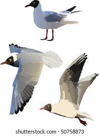 illustration with three gulls isolated on white background