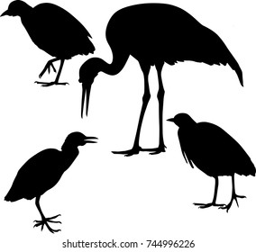 illustration with three herons and crane isolated on white background