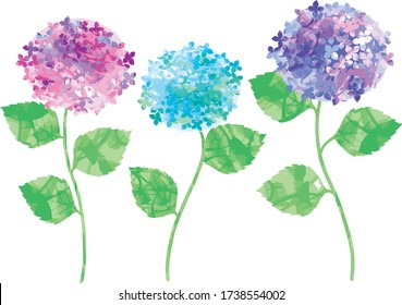 
Illustration of three hydrangea in watercolor style