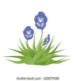 Illustration of three iris flowers