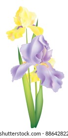 Illustration of three iris flowers for design