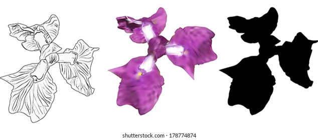 illustration with three irises isolated on white background