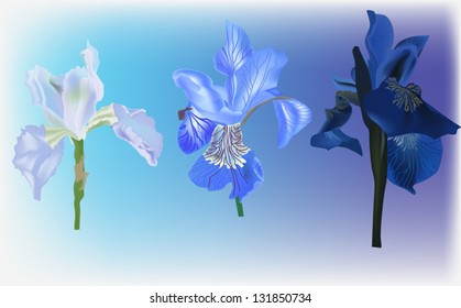 illustration with three irises on light blue background