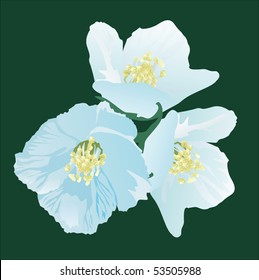 illustration with three jasmin flowers on green background