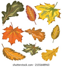Illustration of three kinds of falling autumn leaves in different colors