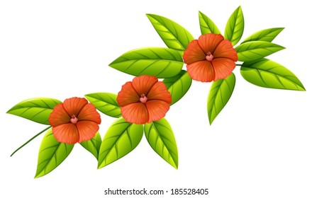 Illustration of the three orange flowers on a white background