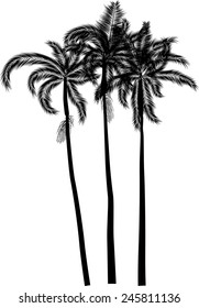 illustration with three palm trees isolated on white background